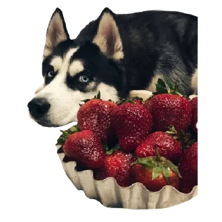 Стикер ПИСЕЛЬ - 8