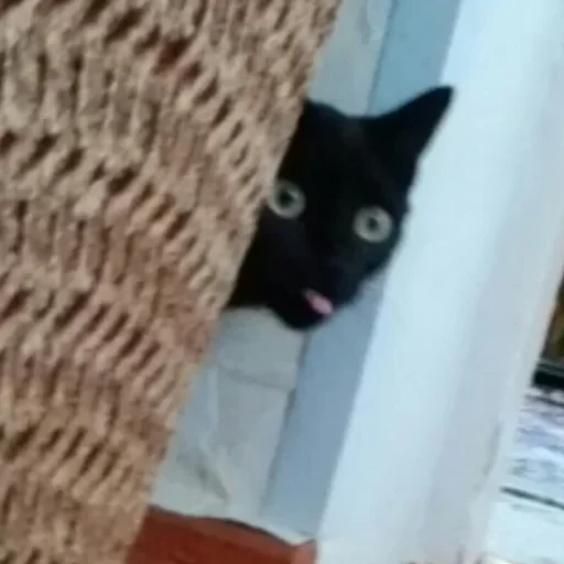 Sticker Jakes_szos - 1