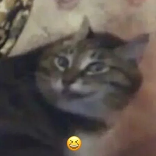 Шизові стікери - 