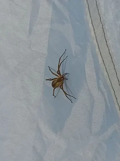 Стикер Jakes_szos - 1