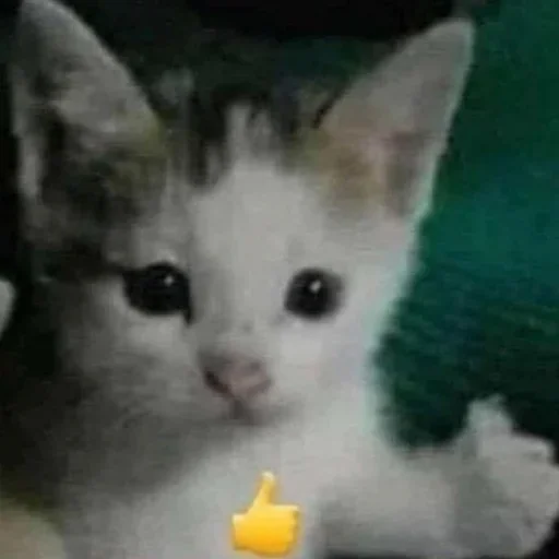 Sticker Jakes_szos - 1