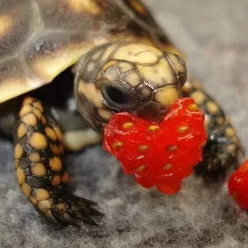 Стикер Jakes_szos - 1