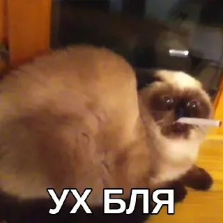 Sticker Шизові стікери - 2