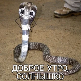 Sticker Заверну тебя в пельмешек - 8