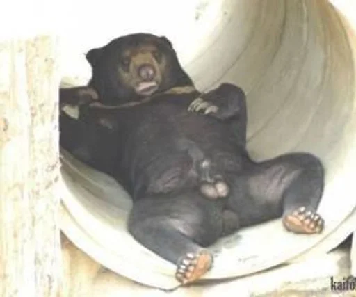 Sticker Квазият :: @fStikBot - 1