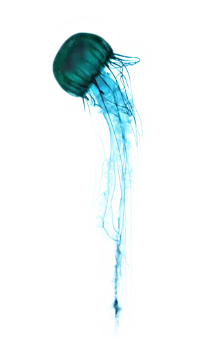 Jellyfish - 