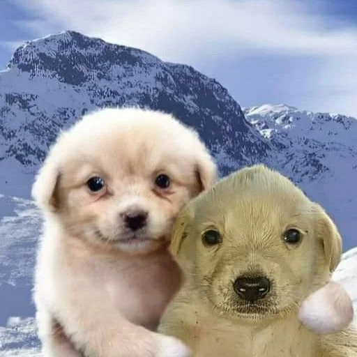 Sticker Jeltaya_sobaka - 1