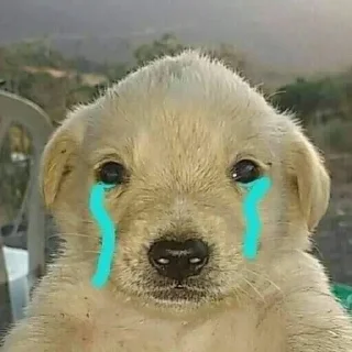 Sticker Крутая желтая собака амогус - 4