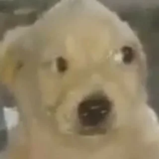 Sticker Крутая желтая собака амогус - 8