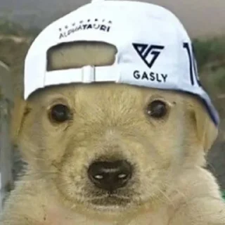 Sticker Крутая желтая собака амогус - 7