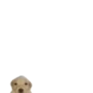 Sticker Крутая желтая собака амогус - 0