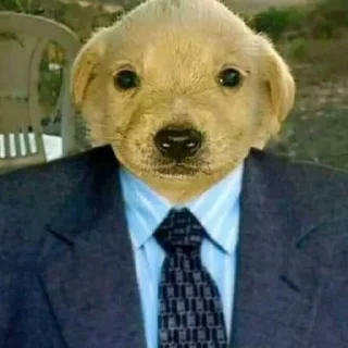 Sticker Крутая желтая собака амогус - 2