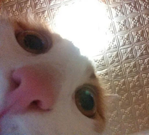 животное млекопитающее кошки малого и среднего размера