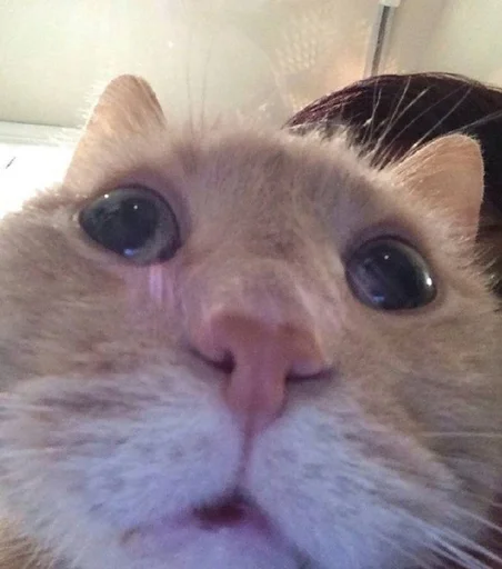 млекопитающее животное кошка