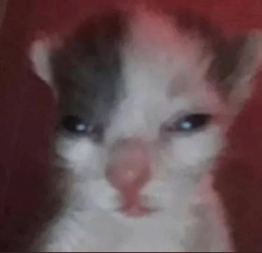 млекопитающее животное кошка