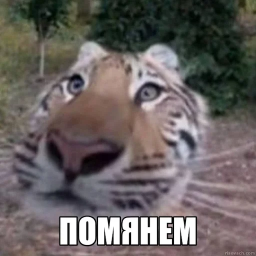 Jerry The Tiger @jerryx5 - 