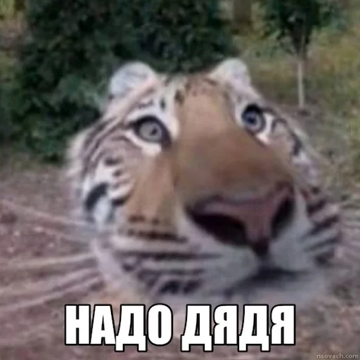 Sticker JerryTheTiger - 1