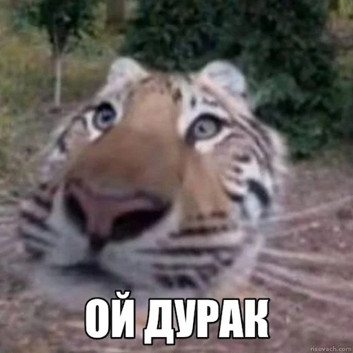 Sticker JerryTheTiger - 1