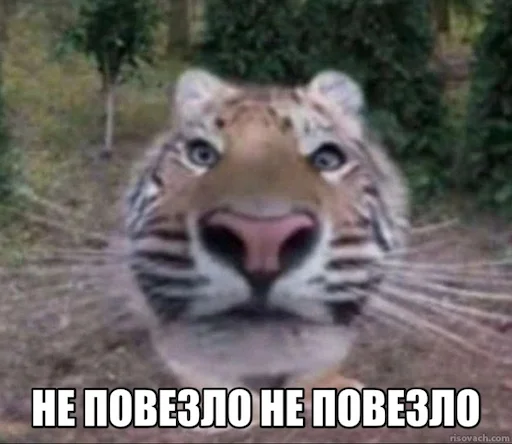 Sticker JerryTheTiger - 1