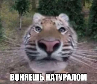 Sticker Jerry The Tiger @jerryx5 - 7