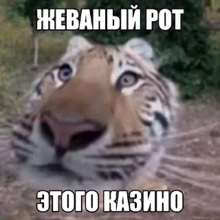 Sticker Jerry The Tiger @jerryx5 - 10