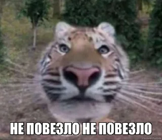 Sticker Jerry The Tiger @jerryx5 - 1