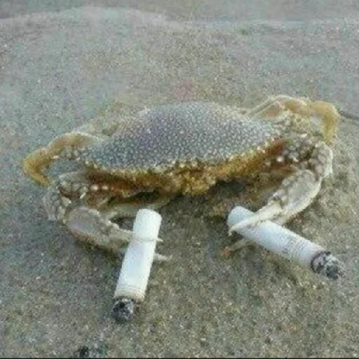 animal invertebrate crab