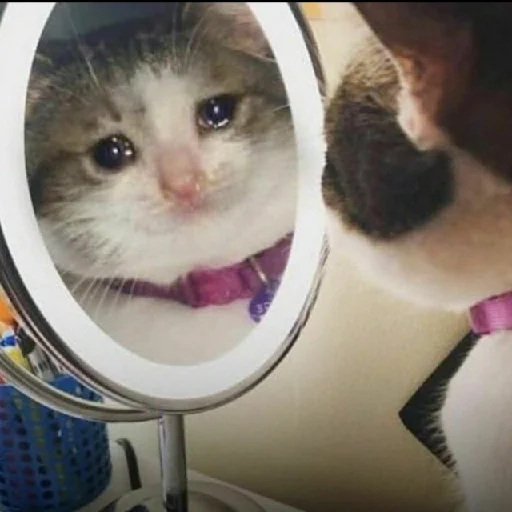 small to medium-sized cats indoor felidae