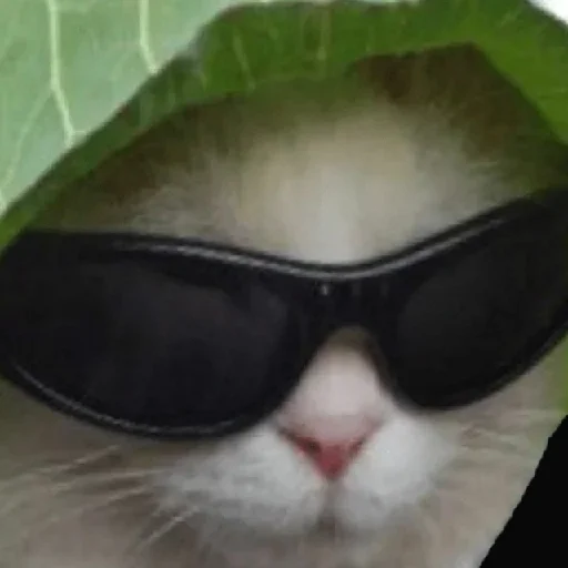 cat goggles accessory