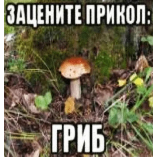 Sticker Мемы - 9