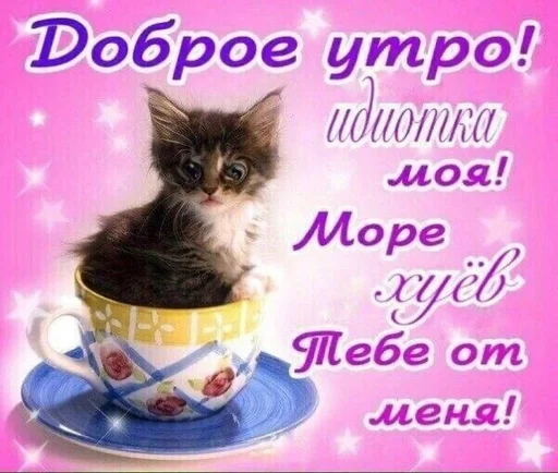 animal small to medium-sized cats mammal