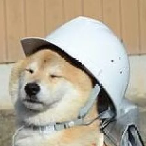 animal pet dog breed