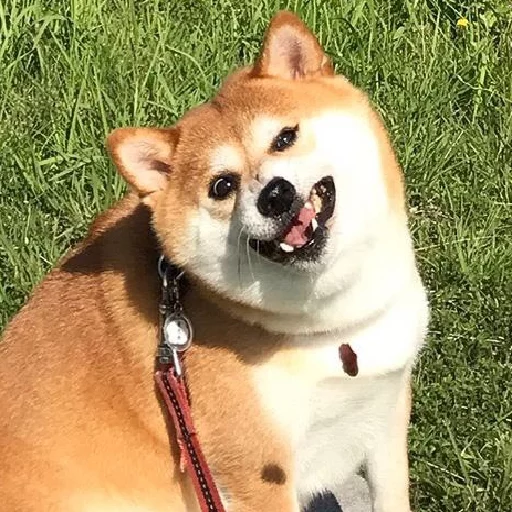 млекопитающее животное собака