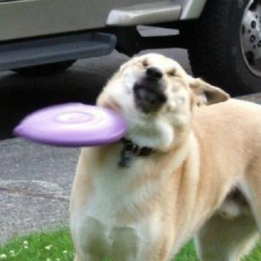 outdoor frisbee dog breed