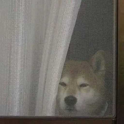 curtain animal dog