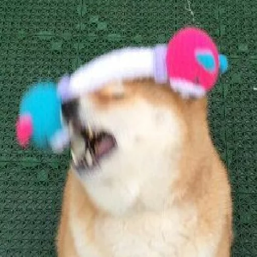 игрушка для собак домашнее животное животное