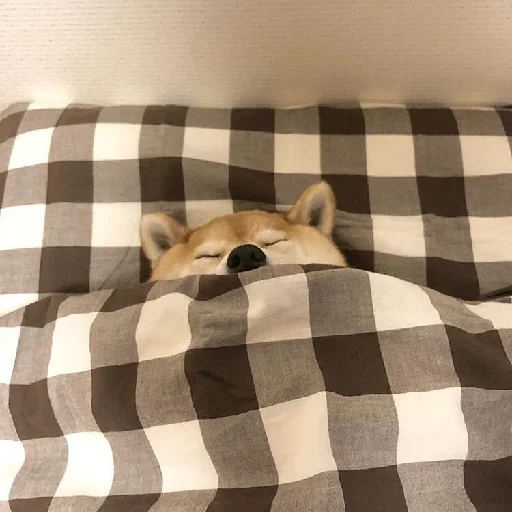 животное комнатный кровать