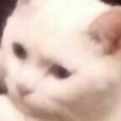 млекопитающее животное кошка