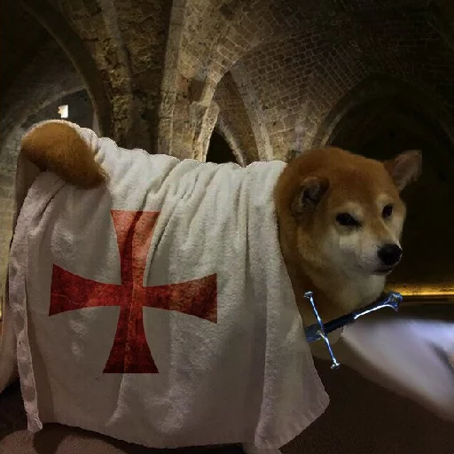 pet dog breed indoor