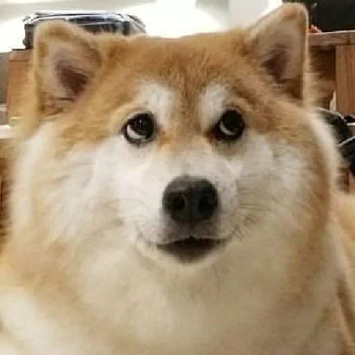 животное млекопитающее собака