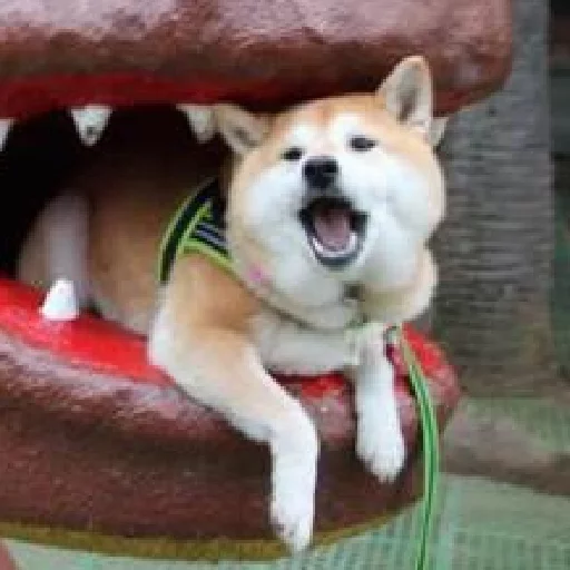 млекопитающее животное домашнее животное