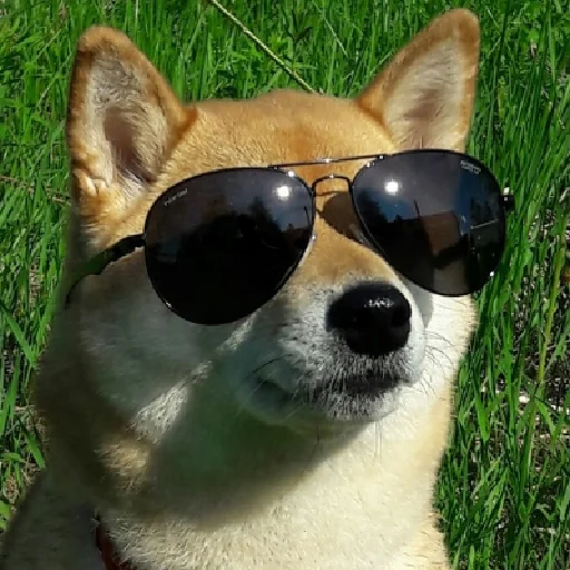 трава защитные очки на открытом воздухе