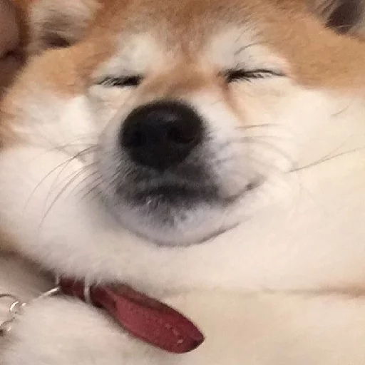 млекопитающее животное домашнее животное