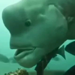 Стикер Jiggy master - 2