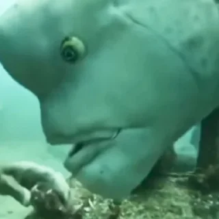 Стикер Jiggy master - 9