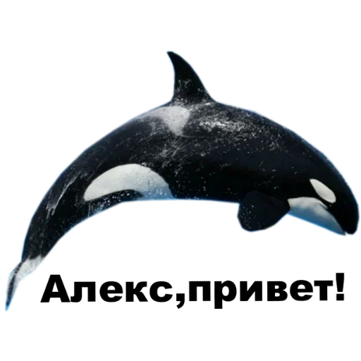 Личные 2 :: @fStikBot - animal