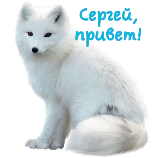 животное млекопитающее лиса