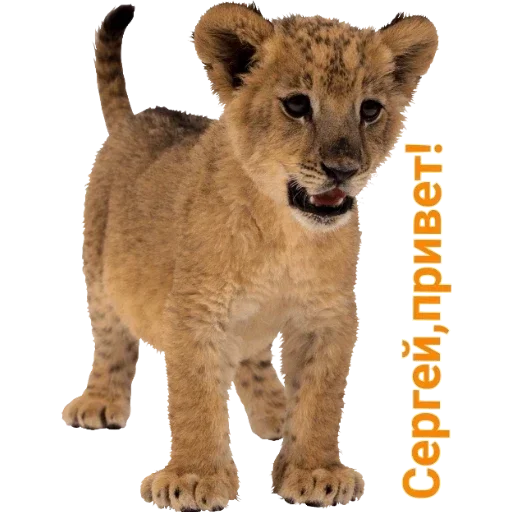 млекопитающее животное большая кошка