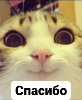 Sticker Jizhni malina from @tthelastqueen - 8