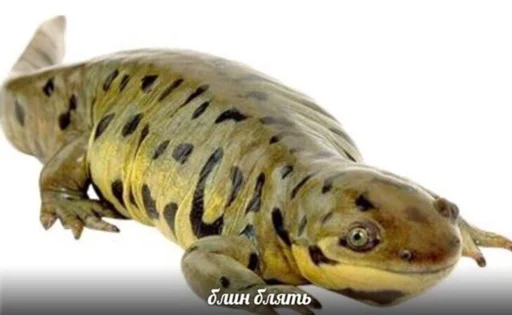 animal salamander amphibian